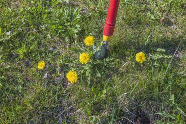 Yerden özel teçhizat karahindiba çiçekleriyle çıkarılma görüntüsü. İsveç.