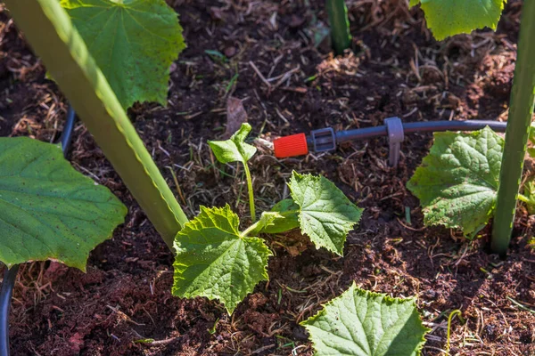 Seraya ekilmiş salatalık fidelerinin otomatik sulama ile yakın görüntüsü. İsveç.