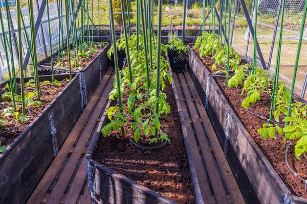Vacker Utsikt Över Växthus Med Planterade Plantor Tomater Och Gurkor — Stockfoto