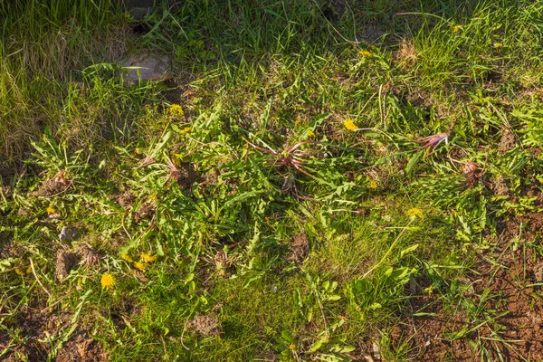 Çimenlerin üzerinde yatan kökleri sökülmüş karahindiba otlarına yakından bakın. İsveç.
