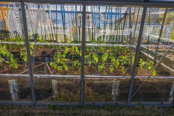 Beautiful View Planted Vegetables Greenhouse Glass Reflecting Sun Rays Sunset — стокове фото