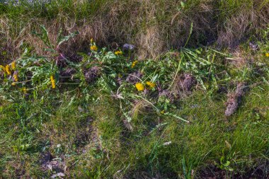 Çimlerde yatan köklerinden sökülmüş karahindiba otlarını kapatın. İsveç.