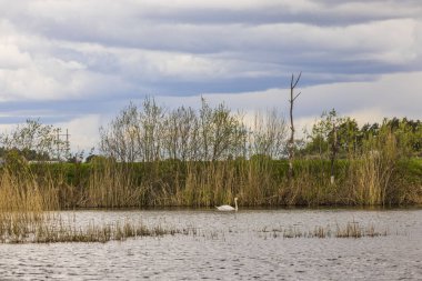 Göletteki beyaz kuğu manzarası çok güzel. Arka planda bulutlu gökyüzünde yeşil ağaçlar. İsveç. 