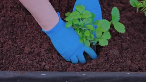Close View Woman Hands Planting Strawberry Bush Ground Garden Bed — Stockvideo