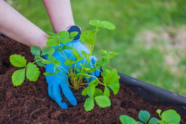 Close up view of woman's hands planting strawberry bush into ground on garden bed. Sweden.