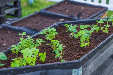Bahçedeki yakalı paletlerin içine ekilmiş çilek çalılarının yakın görüntüsü. İsveç.