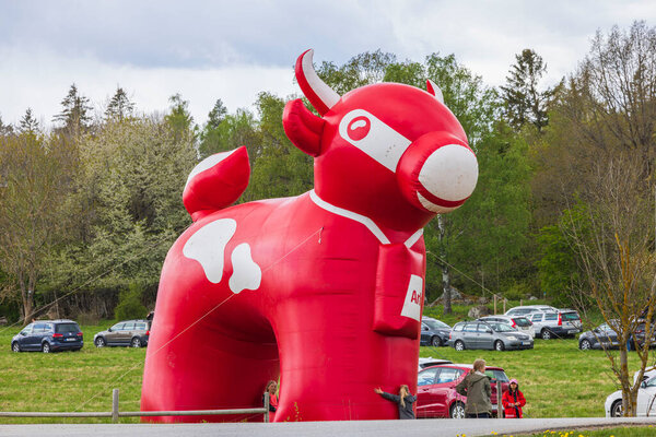 Close up view of temporary outdoor parking place for event. Huge inflated plastic ARLA red cow figure. Sweden. Uppsala. 05.14.2022.