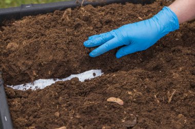 Kağıt bant sürecinde tohum ekme görüntüsünü kapat. İsveç. 