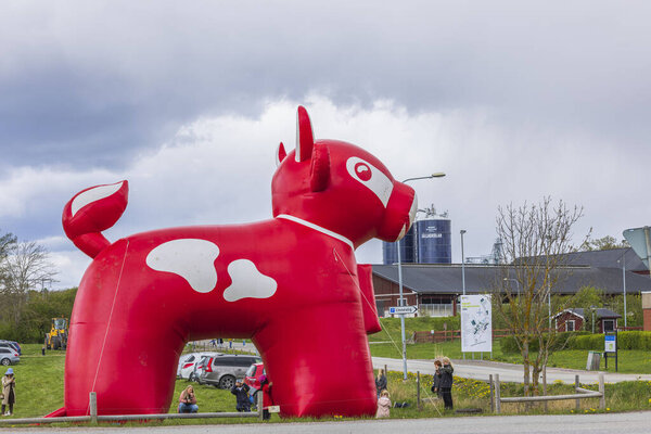 Beautiful view of temporary outdoor parking place for event. Huge inflated plastic ARLA red cow figure. Sweden. Uppsala. 05.14.2022.