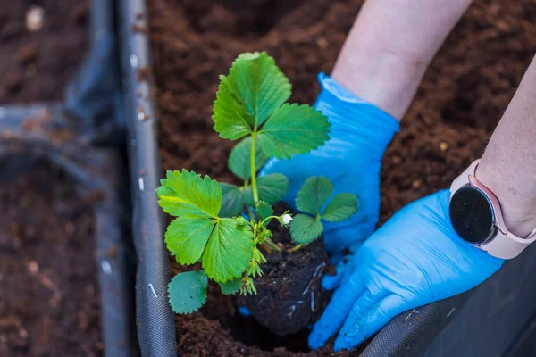 View Hands Planting Strawberry Bush Ground Garden Bed Sweden Stock Image