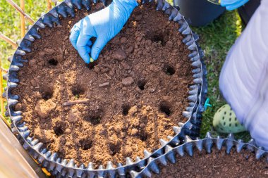 Ellerinde bezelye tohumu tutan mavi eldivenli kadın eli yakından görülüyor. Ekme, bahçıvanlık. İsveç. 