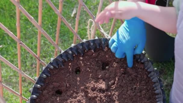 Mulher Criança Plantando Sementes Ervilha Etogether Jardim Dia Ensolarado Suécia — Vídeo de Stock