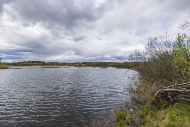 Çalılar ve devrilmiş ağaçlarla göl kıyısının güzel manzarası. İsveç.