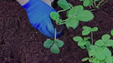 Bahçe yatağına çilek eken ellerin görüntüsü. İsveç.