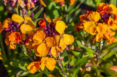 Su damlalı parlak sarı ve turuncu petunya çiçeklerinin güzel manzarası. İsveç.