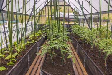 Domates yetiştiren seranın ve otomatik sulama sistemi olan salatalıkların güzel manzarası. İsveç.
