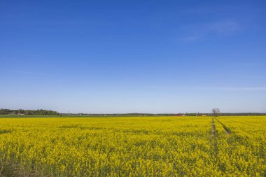 Muhteşem kır manzarası. Mavi gökyüzüne karşı çiçek açan kolza tohumu tarlasının güzel bahar manzarası. İsveç.