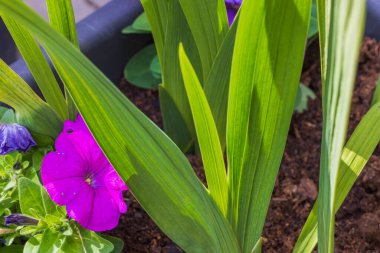 Gladiolus 'la çiçek açan pembe petunya manzarası.