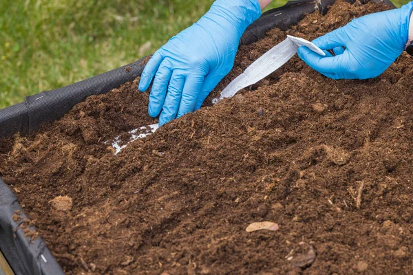 Close up view of planting of seeds with paper tape process. Sweden.