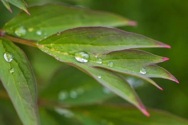 Makro Widok Kropel Deszczu Zielonych Liściach Piwonii — Zdjęcie stockowe
