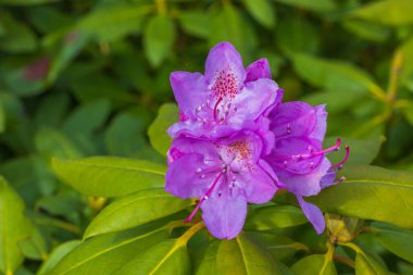 Mor rhododendron çiçeğinin muhteşem makro görüntüsü.
