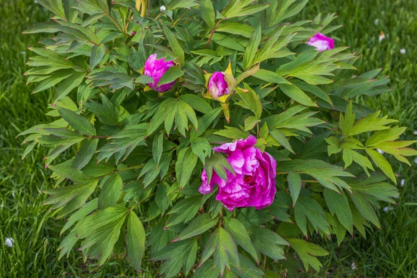 Vista Cerca Macro Magnífico Arbusto Peonía Rosa Sobre Fondo Hojas —  Fotos de Stock
