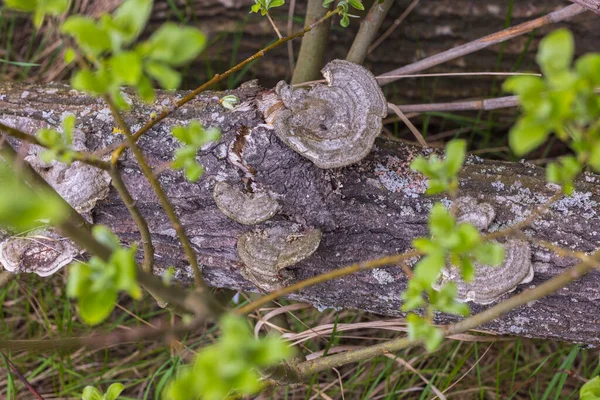 버섯으로 뒤덮인 나무를 가까이 십시오 아름다운 — 스톡 사진