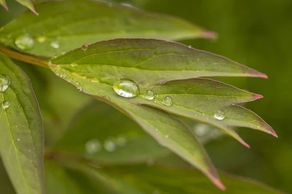 Yağmurdan Sonra Yeşil Şakayık Yapraklarının Üzerindeki Yağmur Damlalarının Makro Görüntüsü — Stok fotoğraf