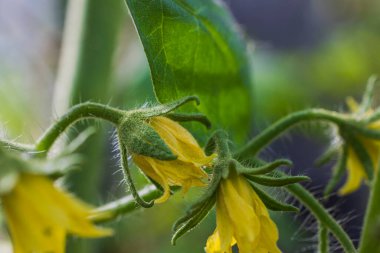 Sarı domates çiçeklerinin makro manzarası. İsveç.