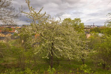 Arka planda bulutlu gri gökyüzünün altında şehrin önündeki çiçek açan ağaçların güzel manzarası. İsveç. 