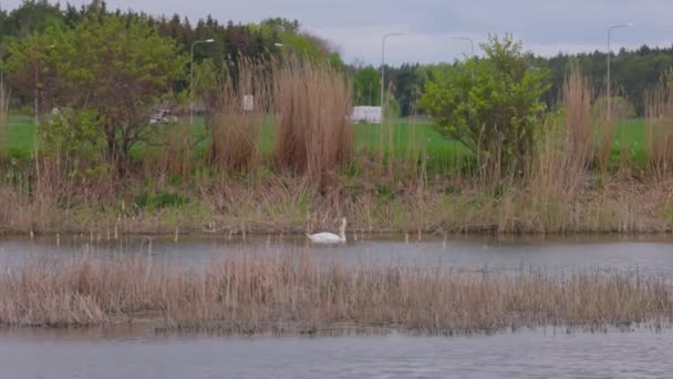사이에 백조와 호수가 내려다 보이는 봄날의 아름다운 스웨덴 — 비디오