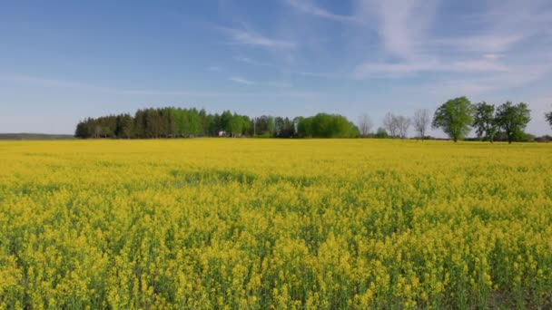 Beautiful Summer View Flowering Rapeseed Field Blue Sky Sweden — Stock Video
