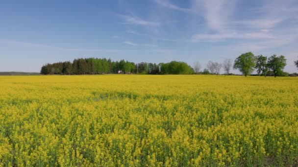 Prachtig Uitzicht Zomer Van Bloeiende Koolzaad Veld Tegen Blauwe Lucht — Stockvideo