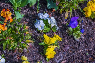 Su damlalı parlak petunya çiçeklerinin makro görüntüsü. İsveç.