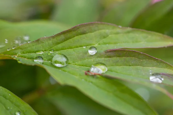 Yeşil Şakayık Yapraklarındaki Yağmur Damlalarının Makro Görüntüsü — Stok fotoğraf