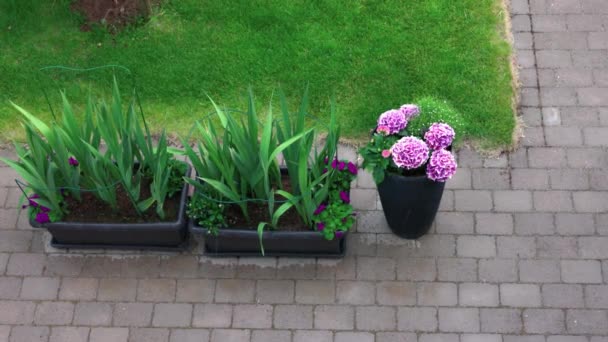 Vista Jardim Frente Com Gramado Verde Vasos Flores Dia Chuvoso — Vídeo de Stock