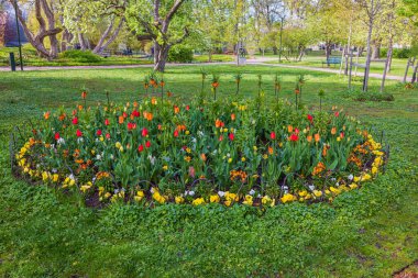 Yeşil çimen arka planındaki güzel renkli çiçek tarhının yakın görüntüsü. İsveç. 