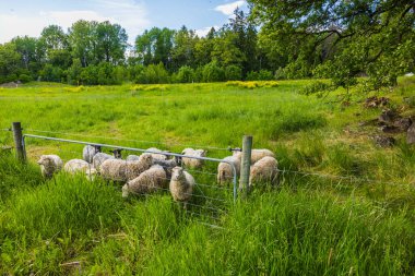 Güzel yaz gününde yeşil otlaktaki beyaz koyunun güzel manzarası.