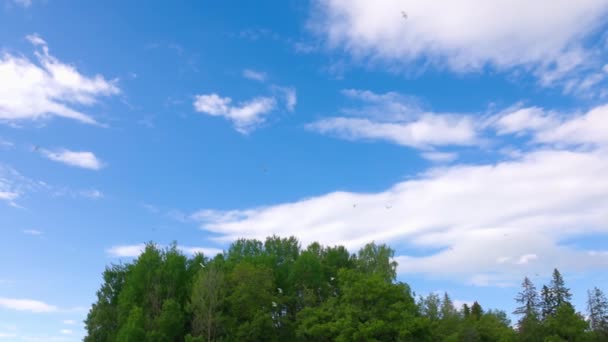 Belles Mouettes Blanches Encerclant Les Cimes Des Arbres Verts Sur — Video