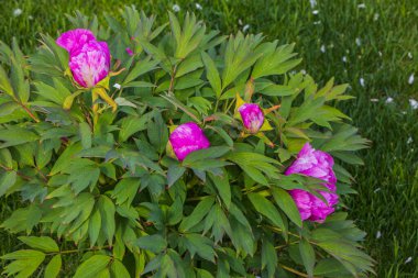 Yeşil çimenlikteki çiçek açan pembe şakayık çalısının yakın görüntüsü. İsveç.