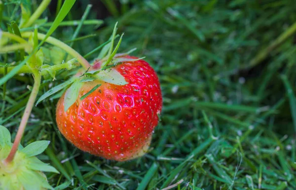 Nahaufnahme Von Roten Erdbeeren Die Garten Wachsen Schweden — Stockfoto