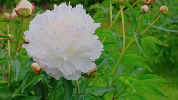 Yeşil Çimenlikteki Çiçek Açan Beyaz Şakayık Çalısının Yakın Görüntüsü Sveç — Stok video
