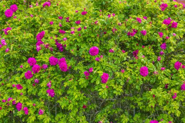 Bahçede açan kırmızı güllerin güzel manzarası. İsveç.