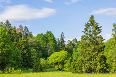 Parlak yaz gününde mavi gökyüzü arka planındaki yeşil orman ağaçlarının güzel manzarası. İsveç. 