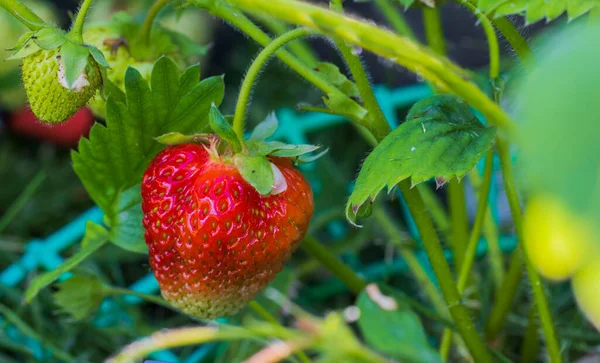 Makro Ansicht Von Roten Erdbeeren Die Garten Wachsen Schweden — Stockfoto