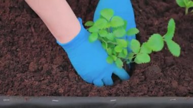 Bahçe yatağına çilek eken adamın görüntüsü. İsveç.