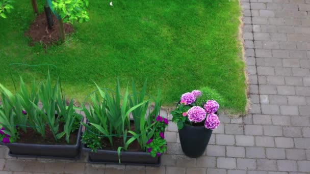 Vista Del Momento Lluvia Patio Casa Hortensia Rosada Gladiolos Césped — Vídeos de Stock