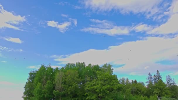 美丽的白色海鸥在蓝天背景的绿树顶上盘旋 — 图库视频影像
