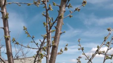 İlkbaharın başlarında beyaz bulutlu mavi gökyüzüne karşı çiçek açan kiraz ağacının güzel manzarası. İsveç.