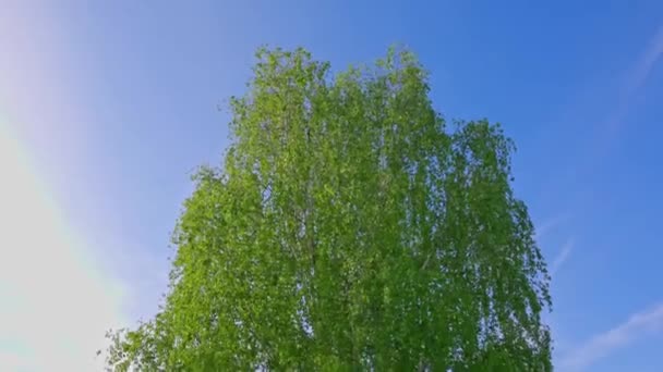 Прекрасный Вид Березу Качающуюся Ветру Солнечный Летний День Против Голубого — стоковое видео